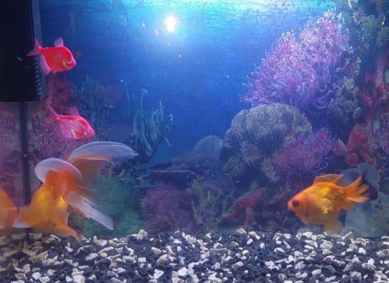 Продам Аквариумных Рыбок. Харьков!