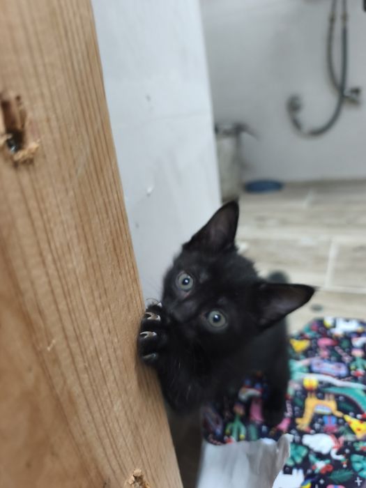gatinhos bebés quase com 2 meses