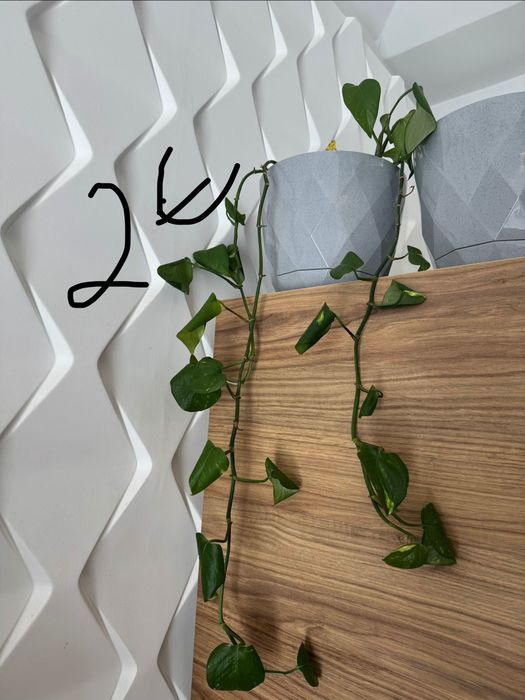 Plantas dracaenas , Zamioculcas e jibóias