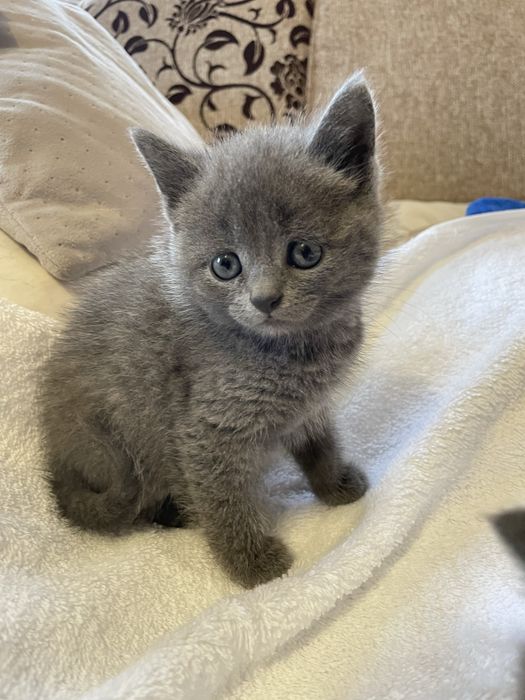 Кошенята безкоштовно