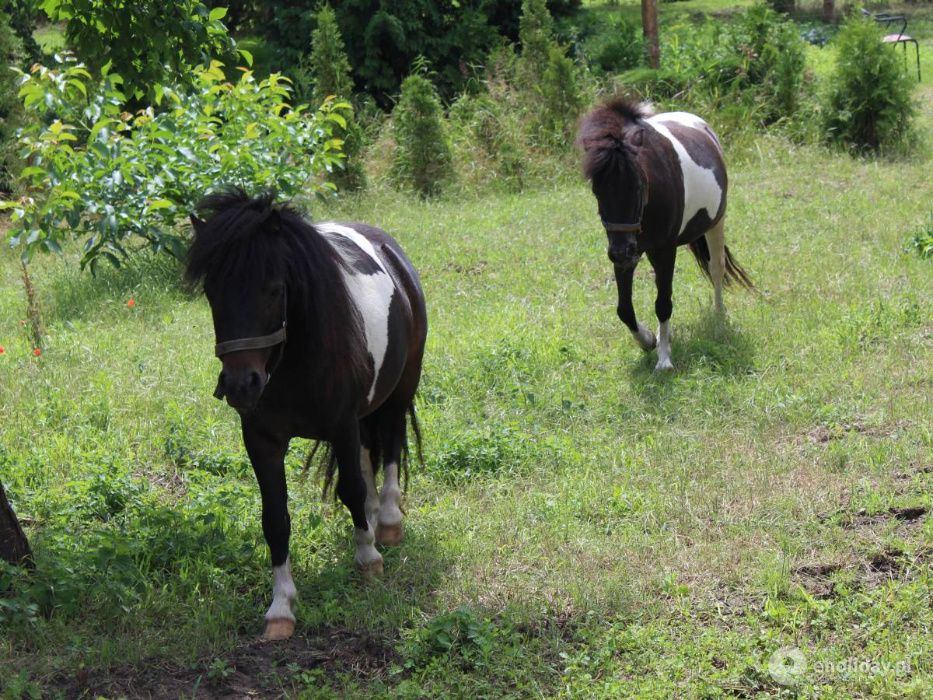 Pokoje / noclegi / agroturystyka trzcinna