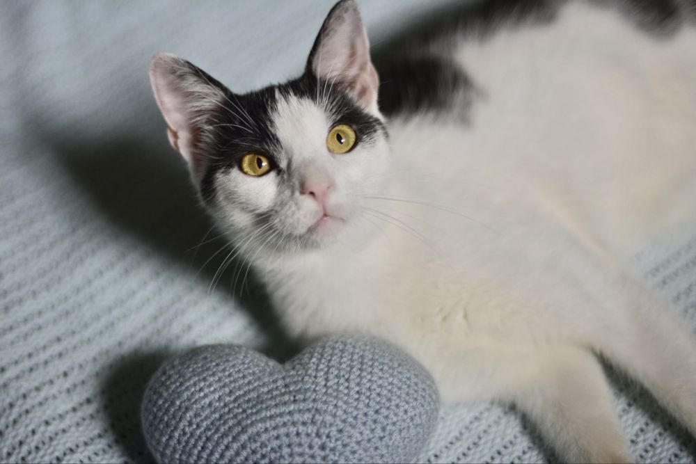 Pokochaj i Przygarnij Zuźka