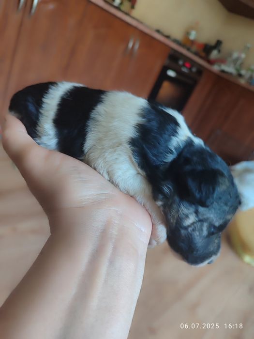 Цуценята жосткошерсного фокстер'єра