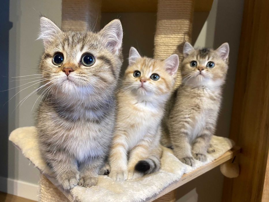 kot brytyjski złoty . rodowód WCF