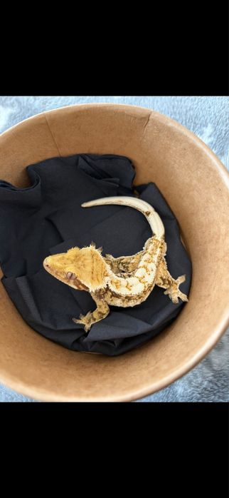 Gekon extreme harlequin Tricolor