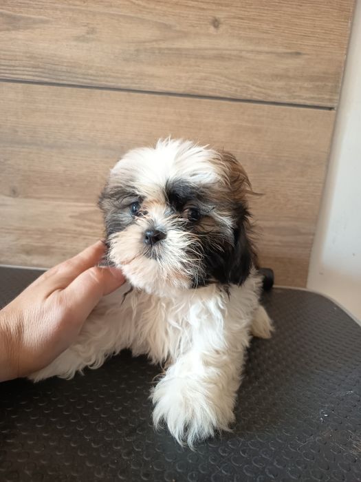 Sprzedam szczeniaka shih tzu