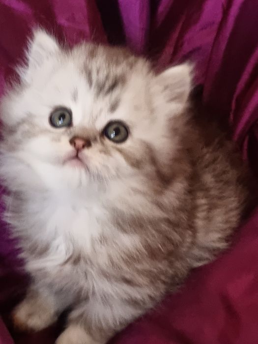 Шотландская Хайленд страйт.