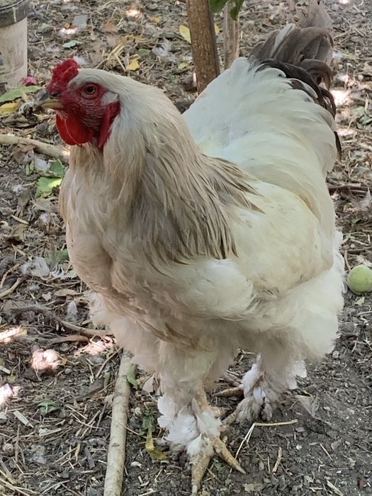 Vendo galo Brahma pura raça com 11 meses