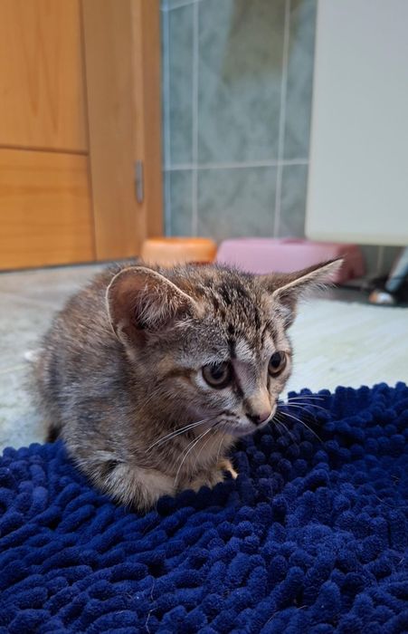 Gata com 2 meses para dar