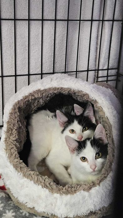 Várias Gatinhas e Gatinhos bebés