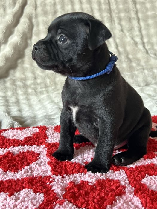 Staffordshire Bull Terrier Staffik