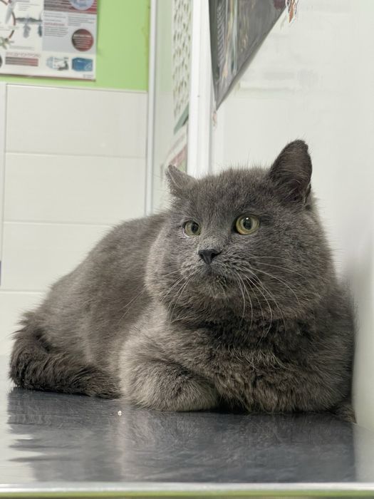 Шукаю для котика родину