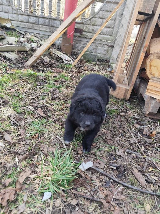 Oddam szczeniaki w dobre ręce