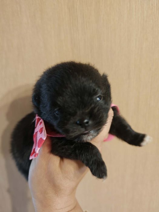 Szpic miniaturowy pomeranian suczka 1