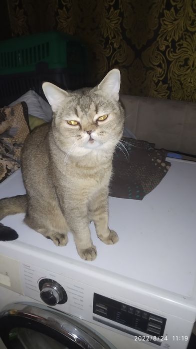 Шотландский прямоухий мальчик