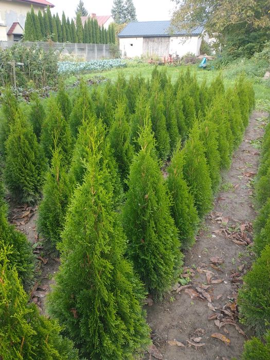Tuje Szmaragd kopane z gruntu