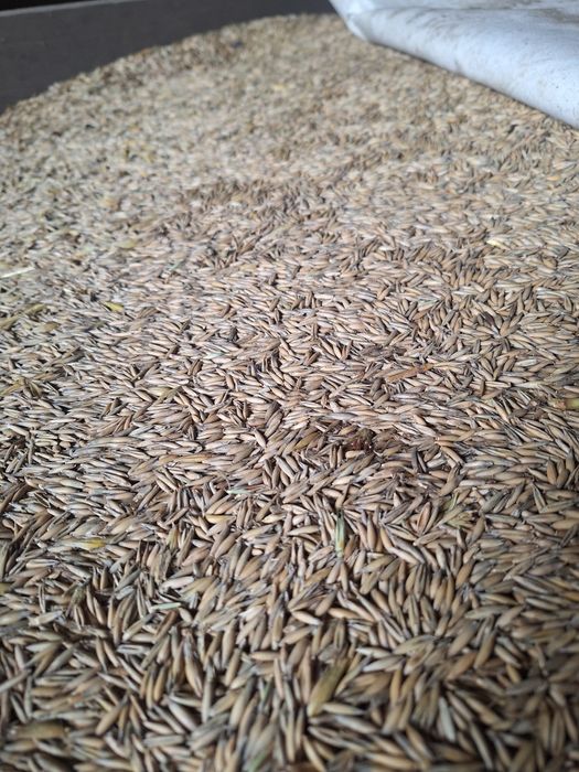 Owies ozimy sprzedam