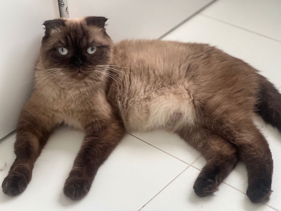 Kotka szkocka zwisłoucha (Scottish Fold) chocolate point