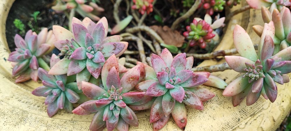 Suculenta vendo estacas