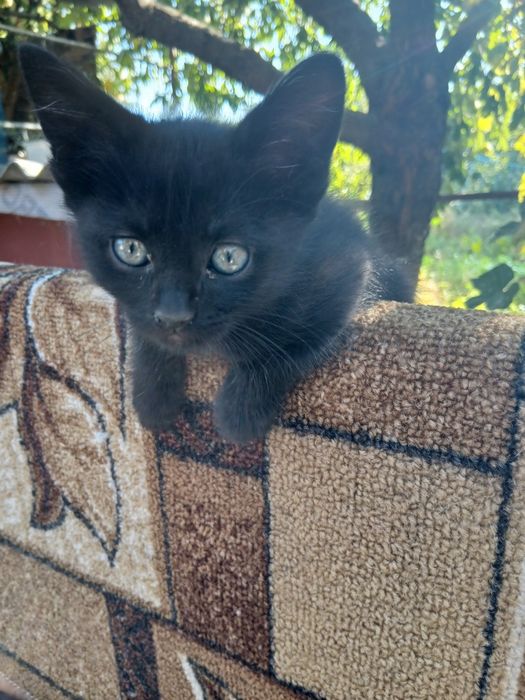 котята в хорошие руки