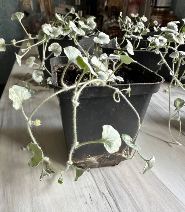 Діхондра срібляста