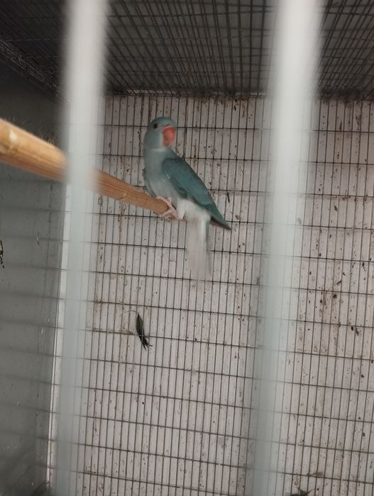 Ring neck macho CC.