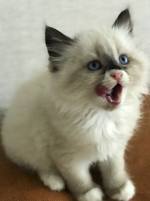 Котята породы Рэгдолл 1,5 мес