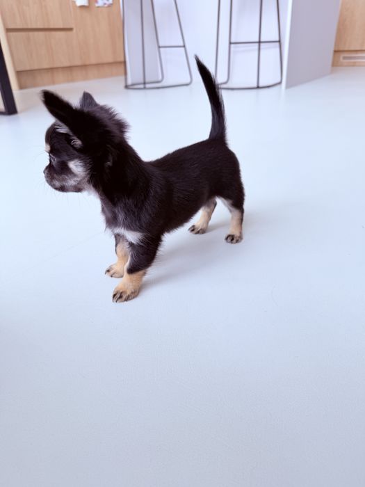 Suczka rasy Chihuahua
