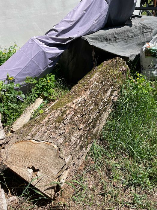 pień akacji 170 x  50 cm, dla hobbysty na ławeczkę lub na opał