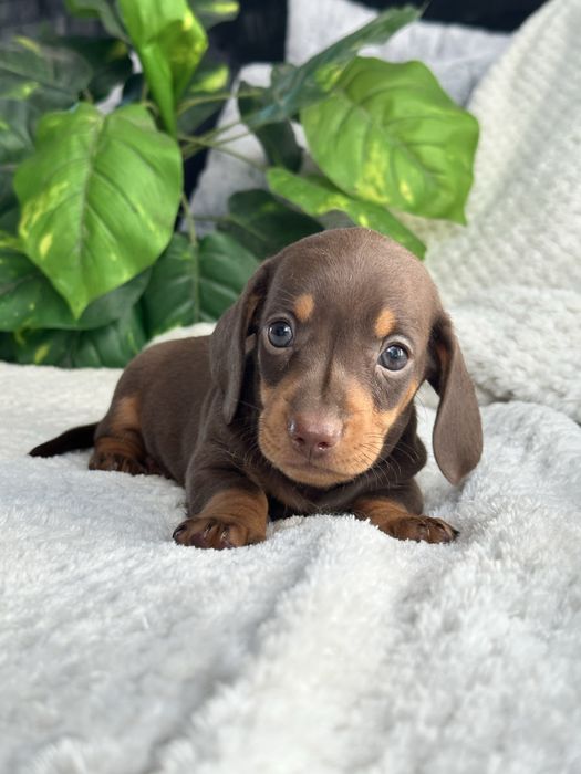 Teckel macho miniatura/kaninchen chocolate tan