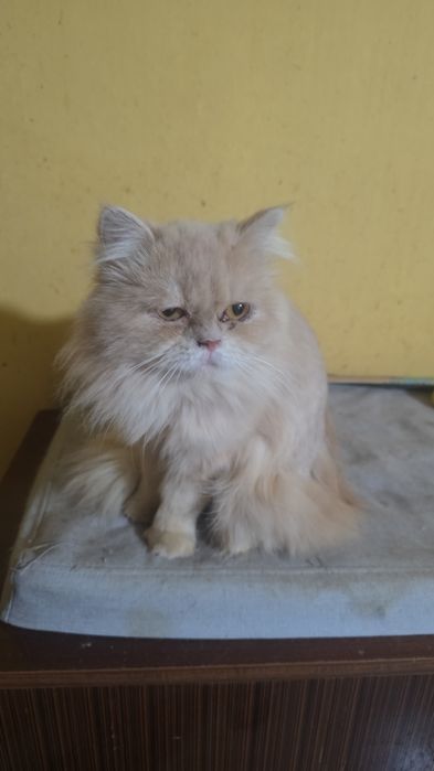 Gatos persas para dar a pessoas responsáveis