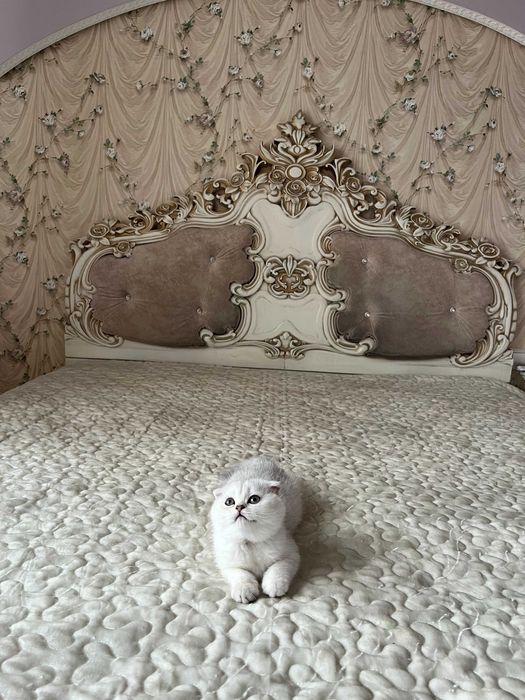 Висловуха дівчинка срібна шиншила, Шотландські кошенята