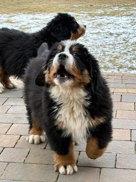 Bernenski pies pasterski