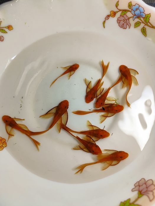 Анциструс Супер Ред вуаль