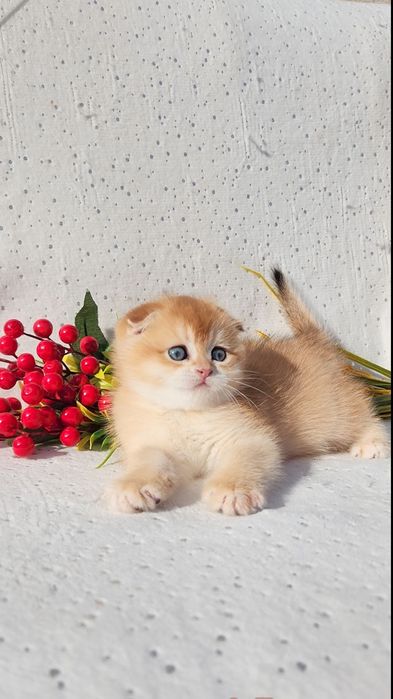 Шотландське кошеня золота шиншила