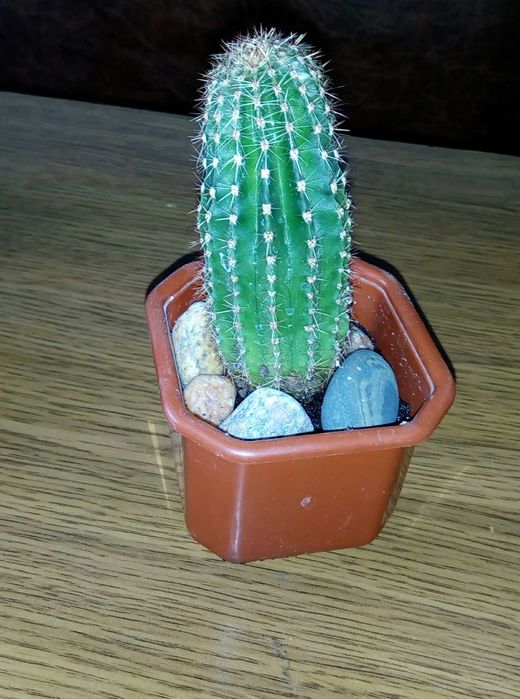 Цветы для дома или офиса: кактусы и «тещин язык»