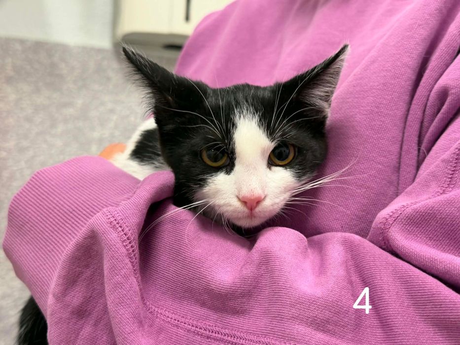 Kocia rodzinka poleca się do adopcji