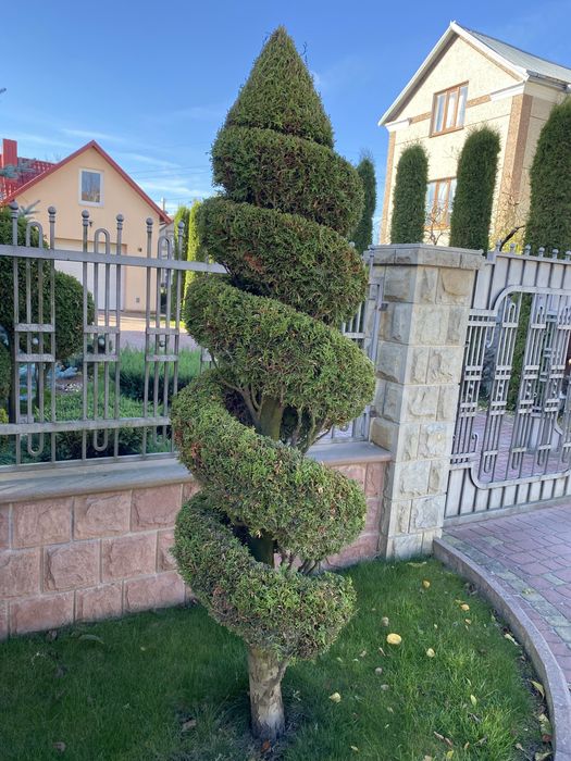 Туя смарагд спіраль