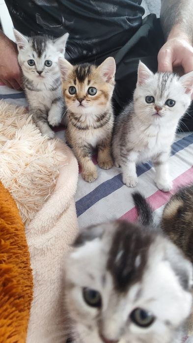 Шотландські кошенята