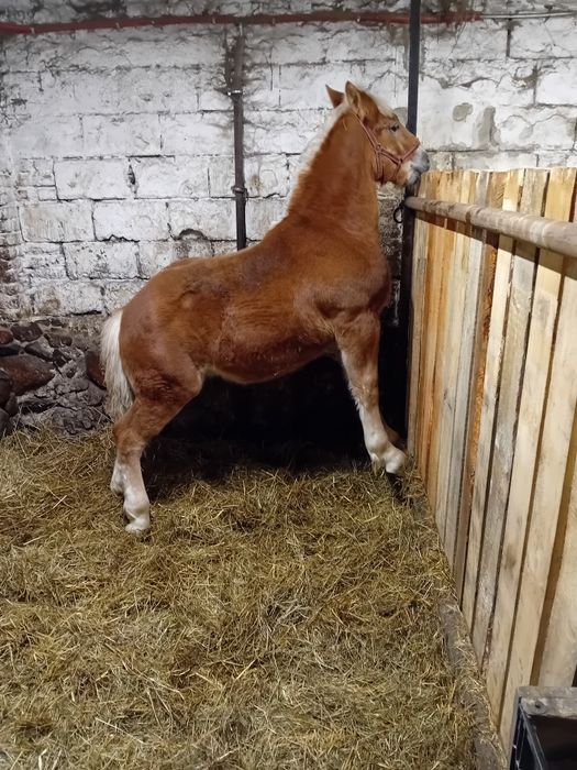 Źrebak Zimnokrwisty