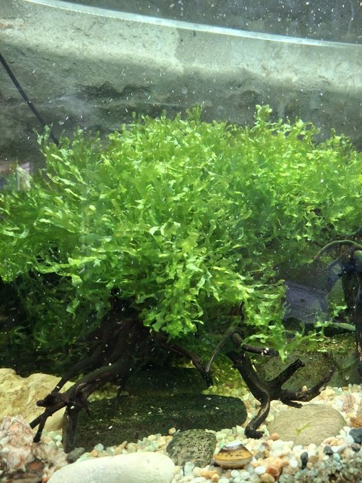 Planta Musgo para aquário