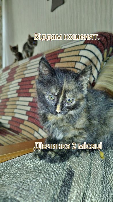 віддам кошенят а добрі руки