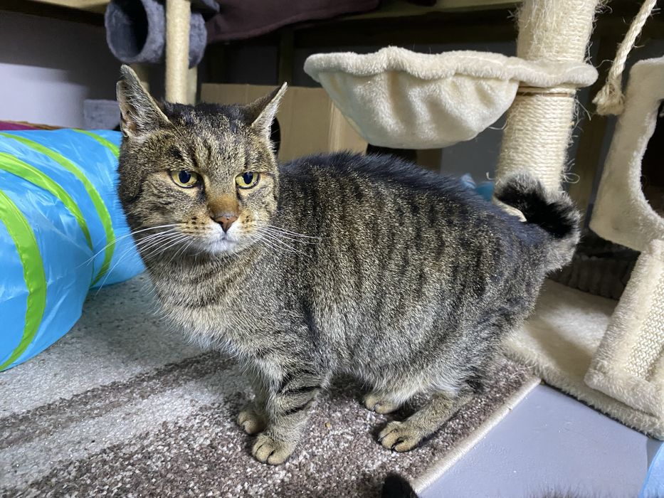 Urokliwa Wanda z zakręconym ogonkiem