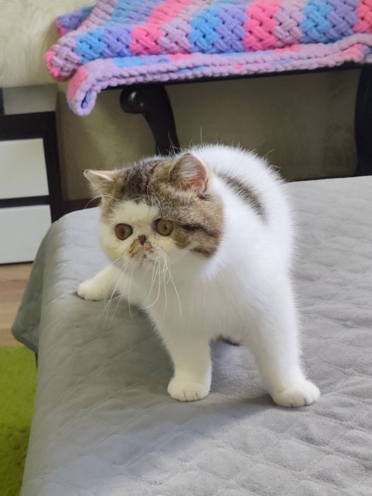 Екзотична дівчинка