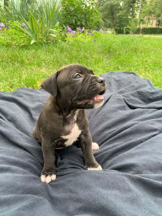 Щенок, апбт, питбуль, питбуль терьер