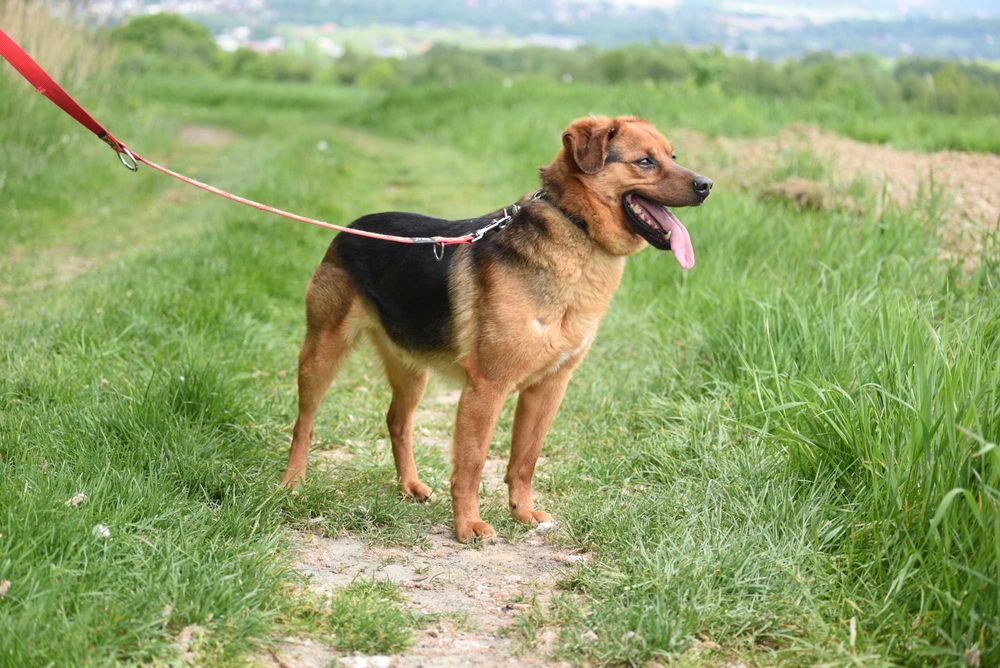 Gryzak - psiak po przejściach do adopcji