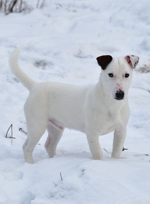 Śliczny piesek Jack Russell Terrier!
