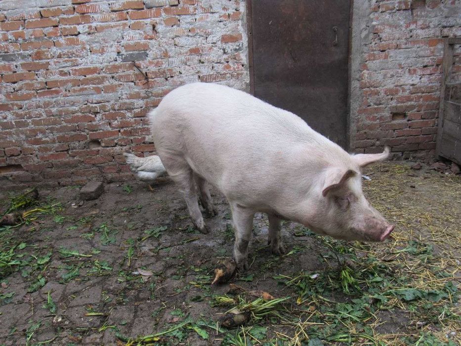 Свині. Продам свиней живою вагою. Свинина