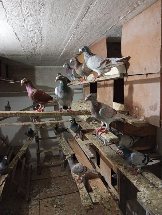 Gołębie staropolskie