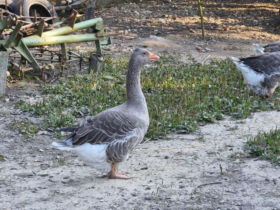 Spredam gęsi landes